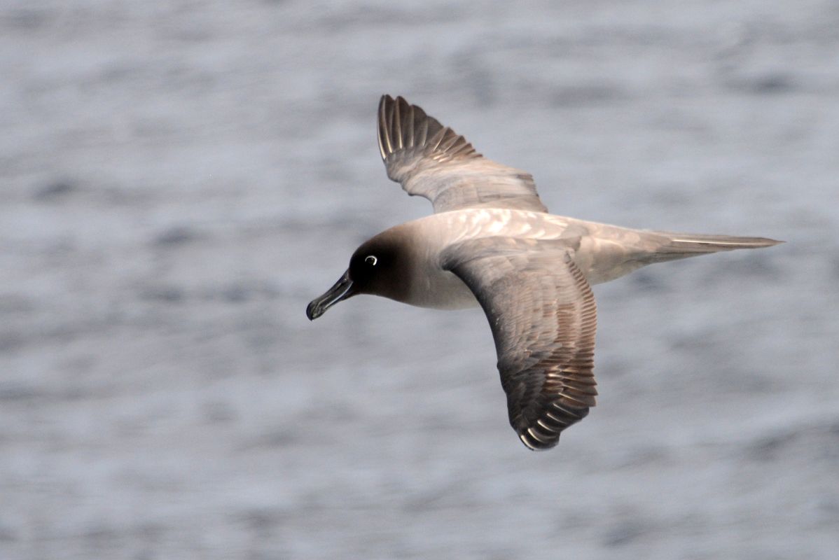 10A Brown Antarctic Skua Bird From The Quark Expeditions Cruise Ship In The Drake Passage Sailing To Antarctica